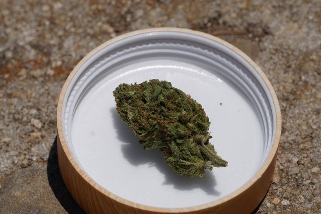 A nugget of marijuana sits in a lid